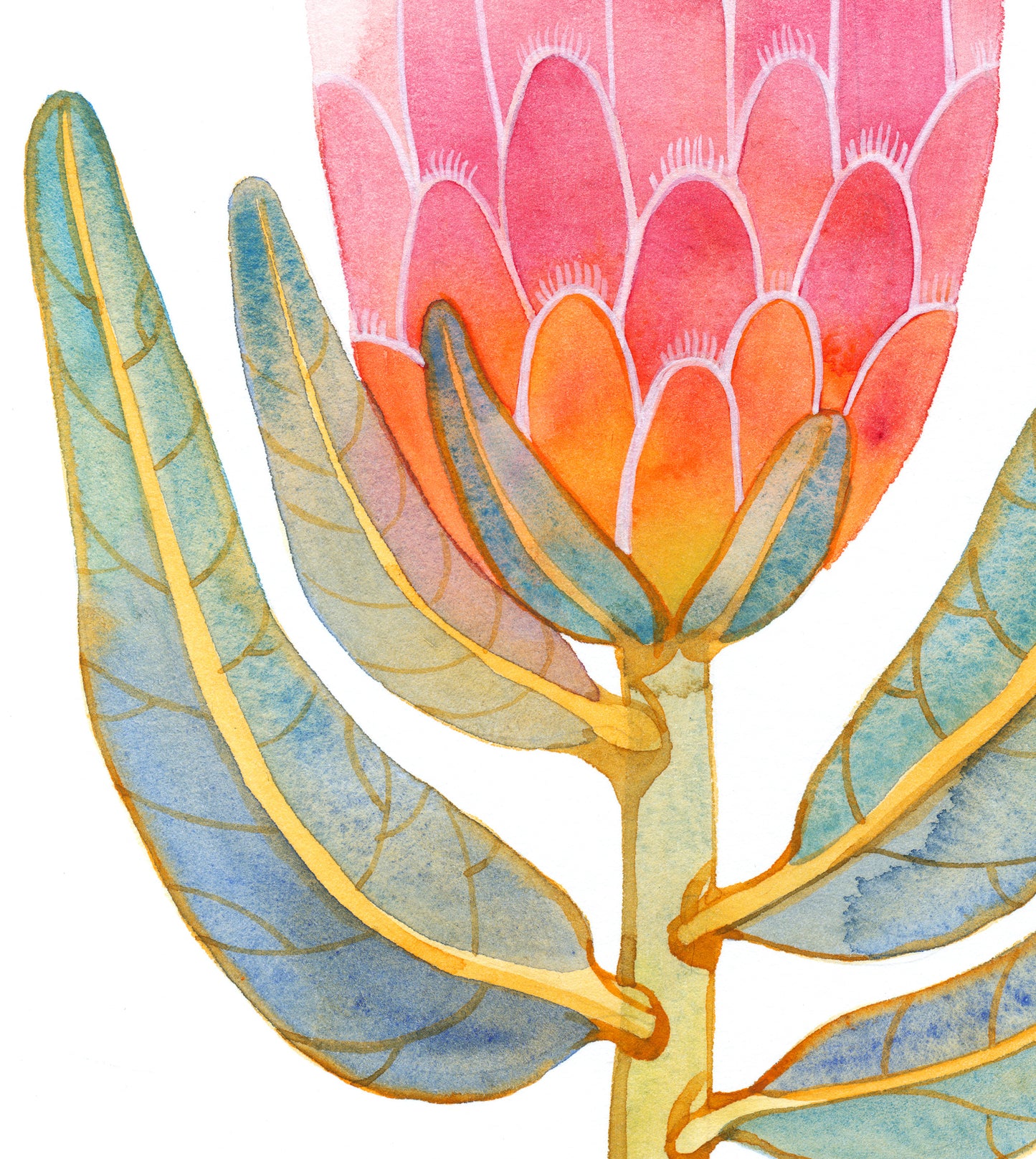 Detail of a pink King protea watercolor painting