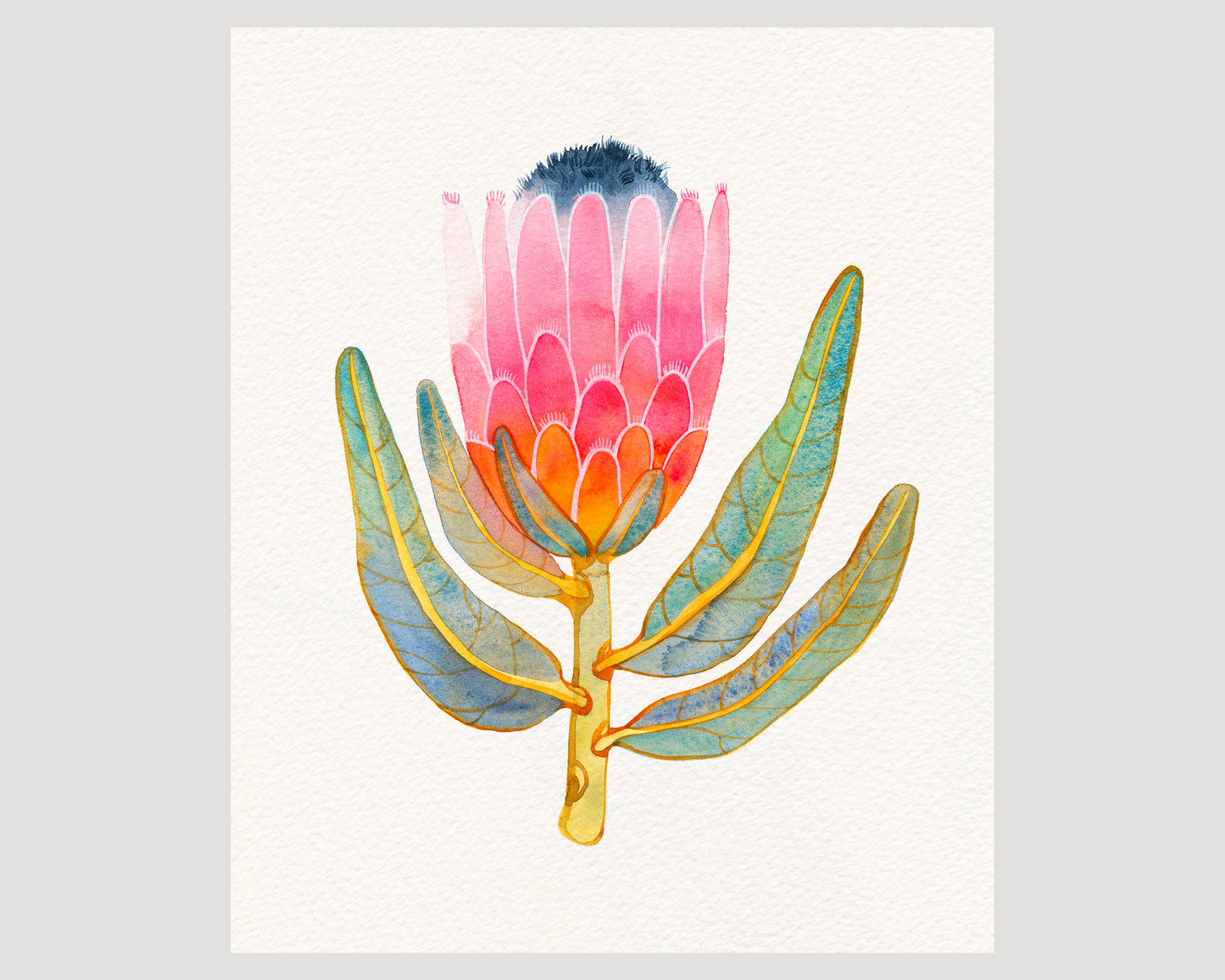 Pink King protea watercolor art print