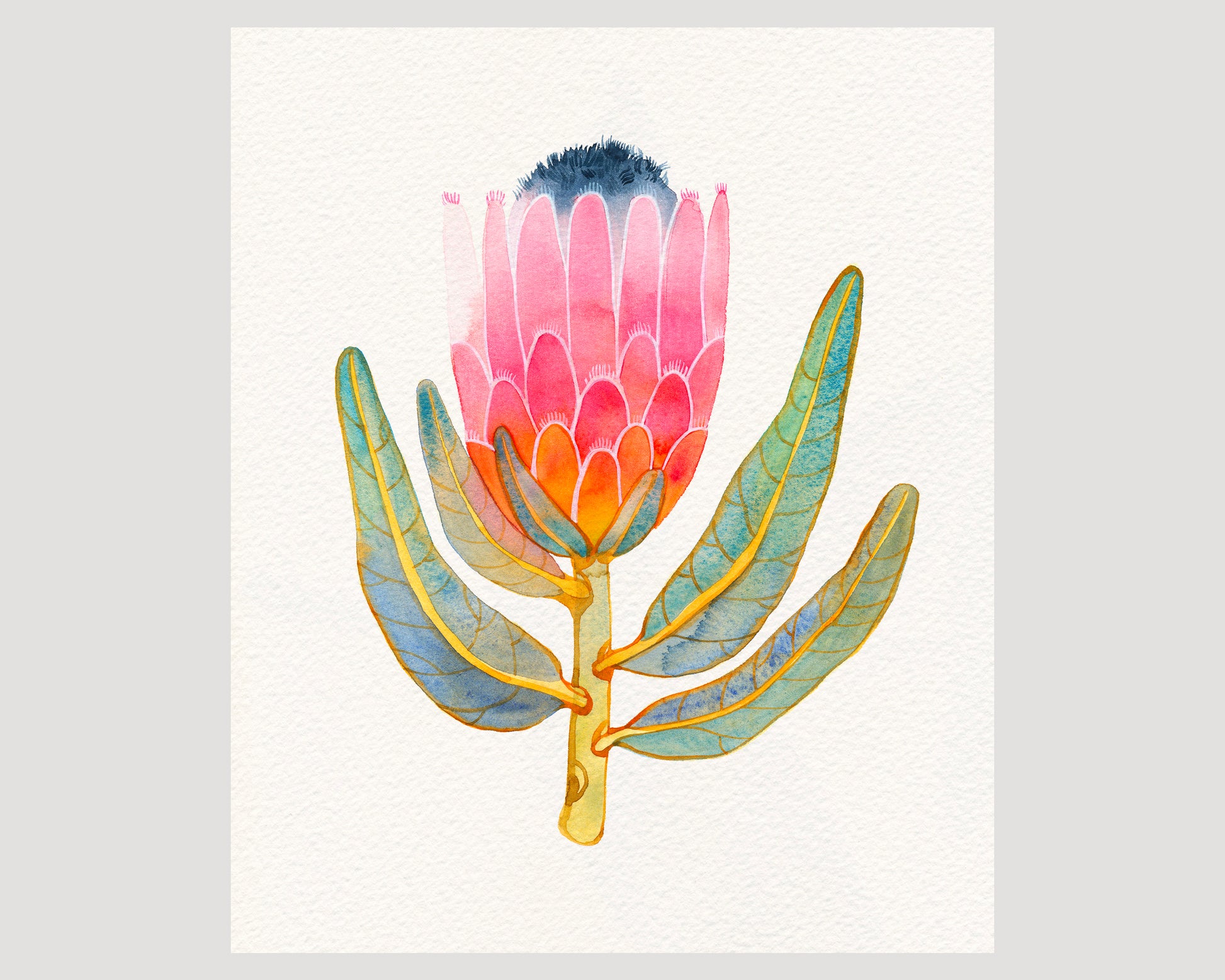 Pink King protea watercolor art print