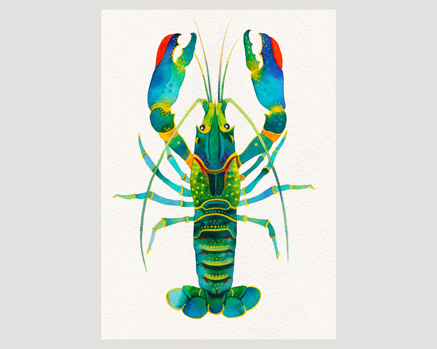 Red Claw Crayfish watercolor art print 03