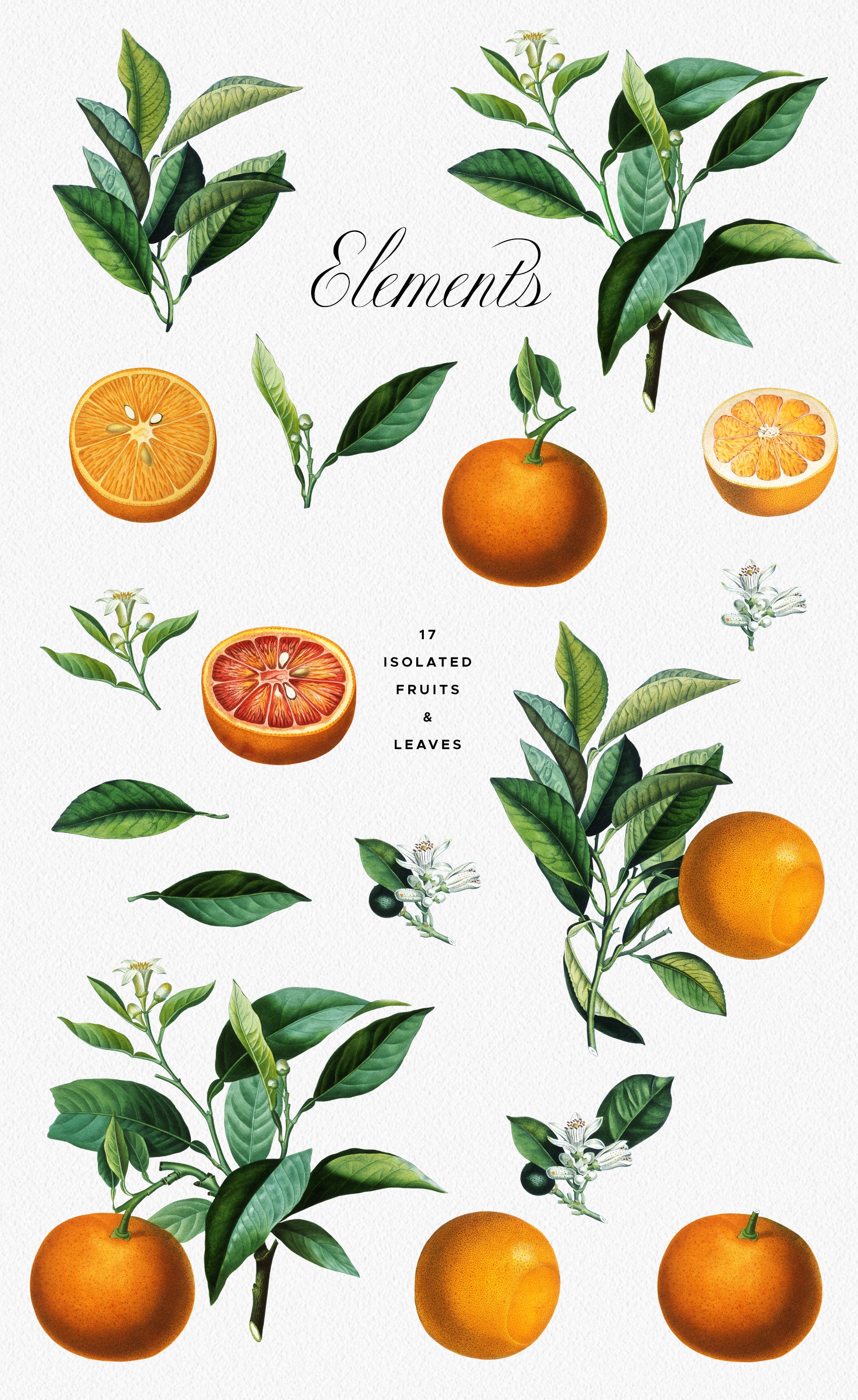 Isolated vintage images of oranges, leaves and flowers