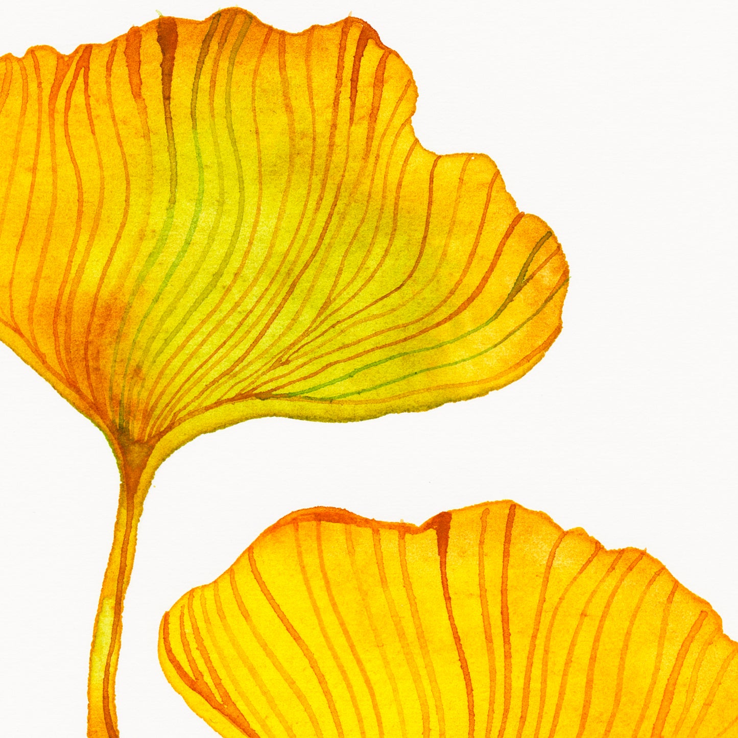 Detail of a watercolor study featuring two dried pressed yellow gingko leaves on a white background.