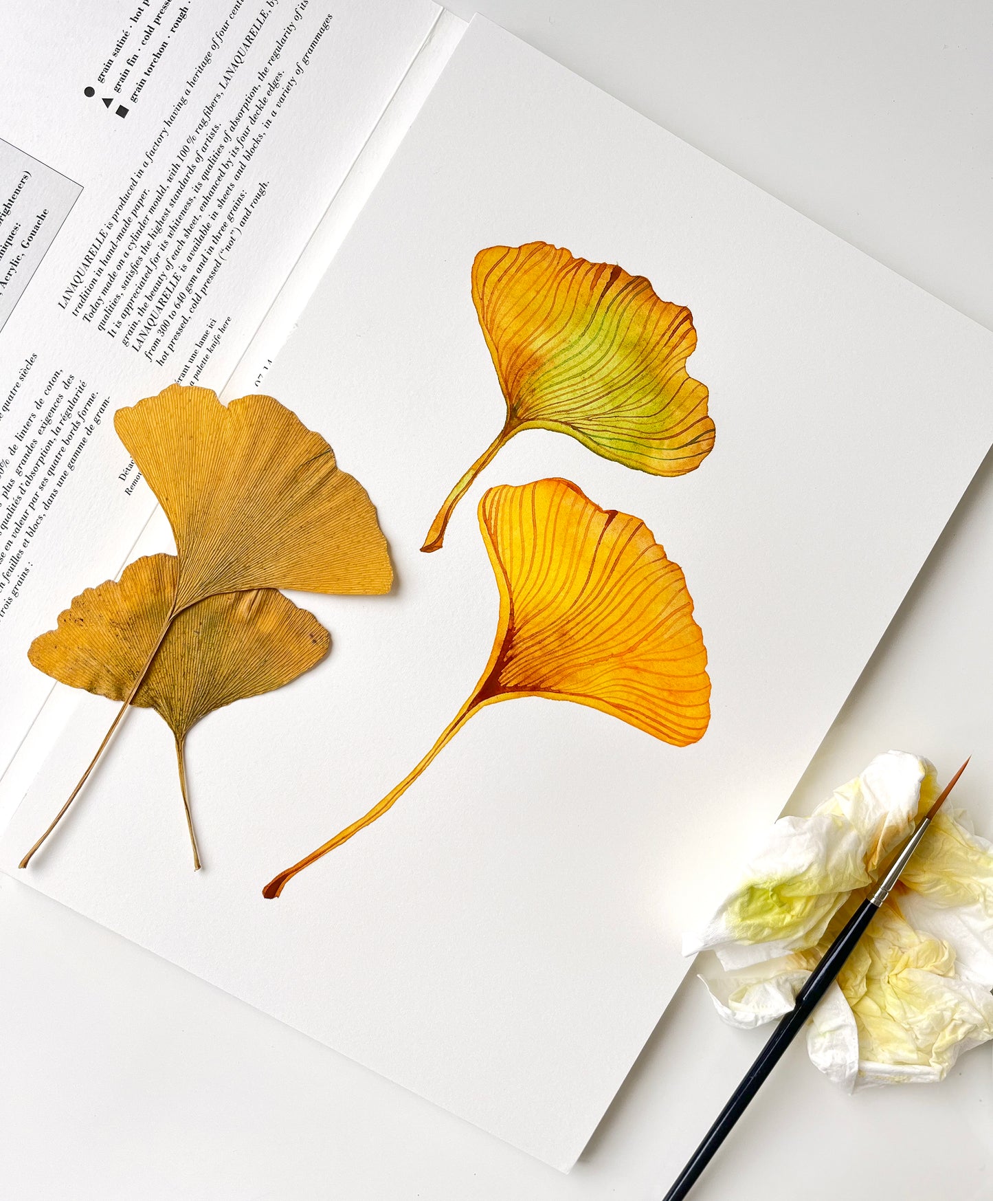The original watercolor study of two dried pressed yellow gingko leaves
